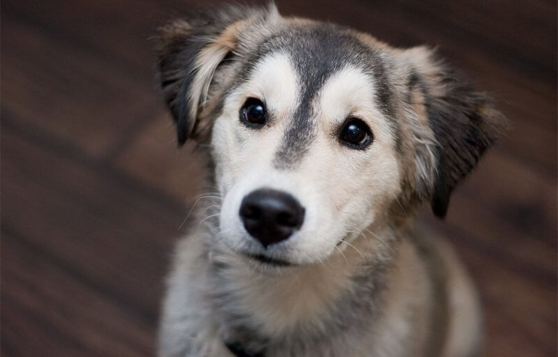 Golden Retriever Husky Mix Dog