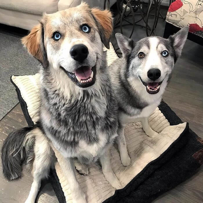 Golden Retriever Husky Mix Dog