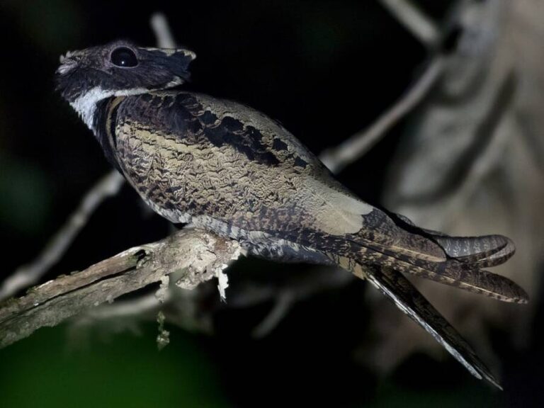 Great Eared Nightjar