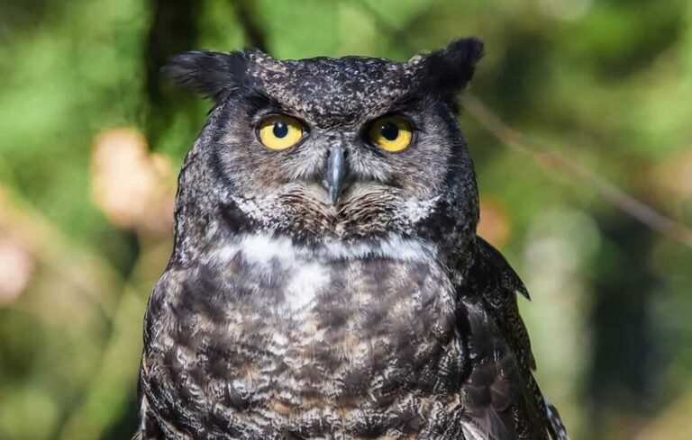 great horned owl