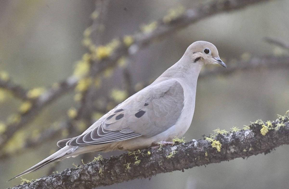 mourning dove