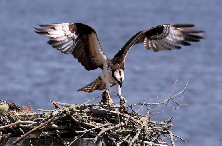 osprey