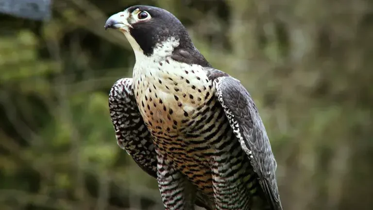 Peregrine Falcon