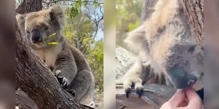 Are Koalas Dangerous