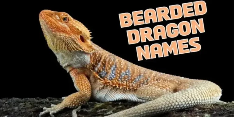 Bearded Dragon Names