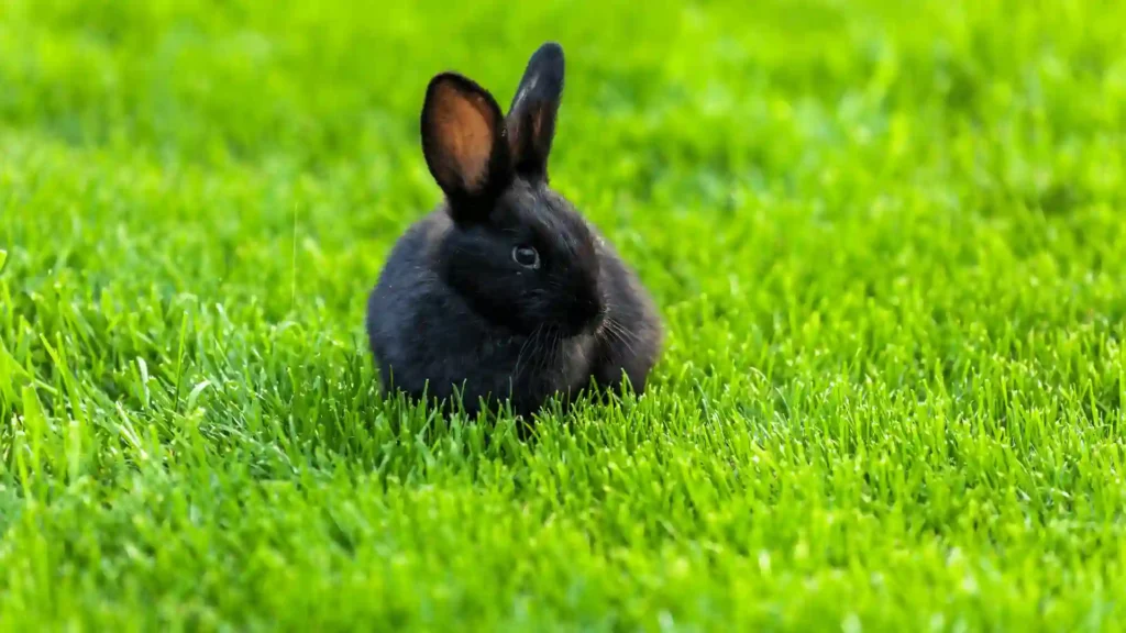 Top 250+ Black Bunny Names: Unique, Cute & Cool Ideas