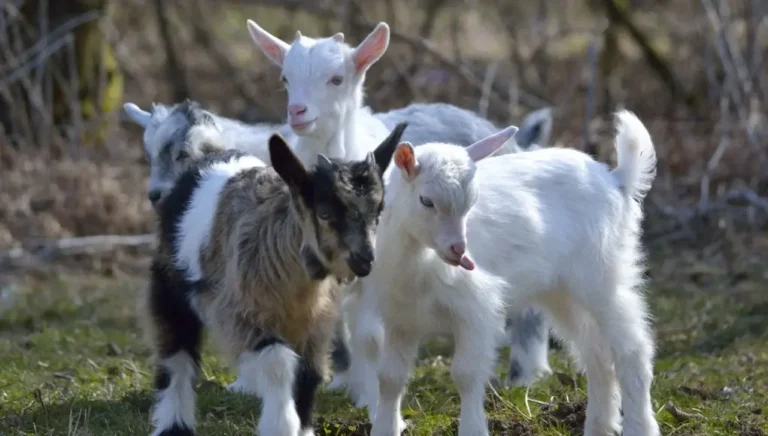 Boy Goat Names