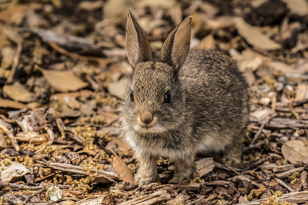 Brown Rabbit Names