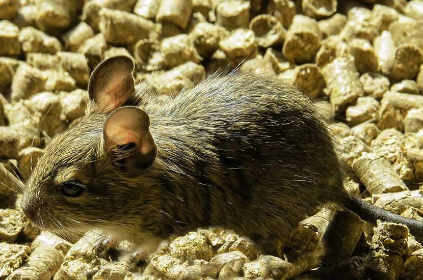 Degu Names