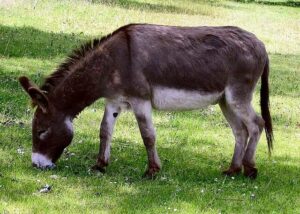 Donkey Names