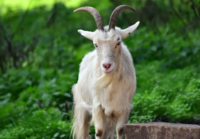 Female Goat Names