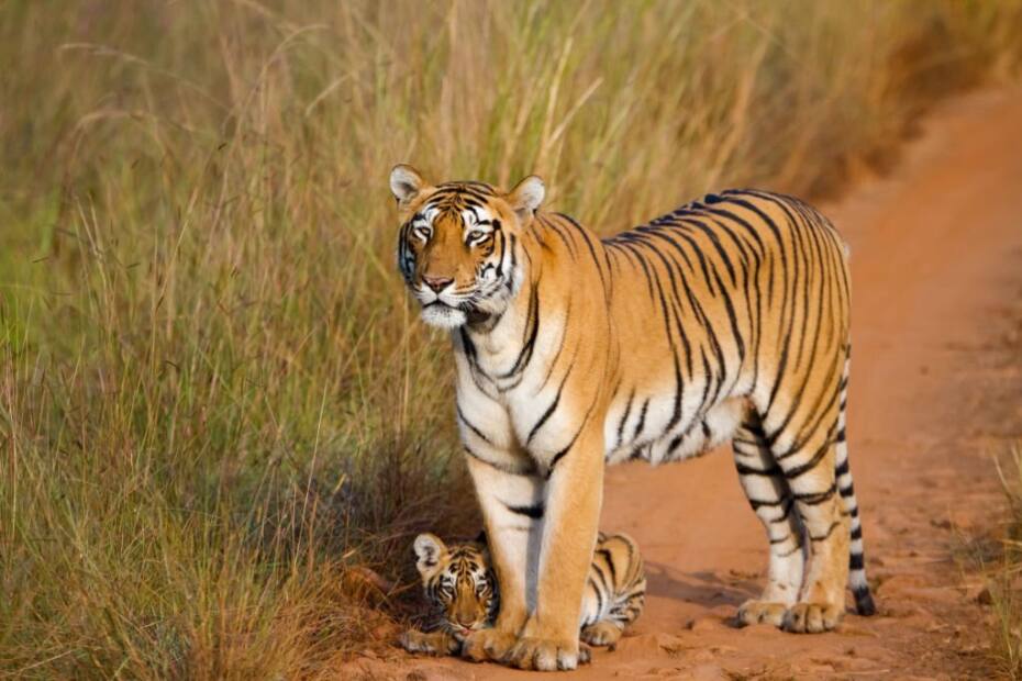 Female Tiger Names