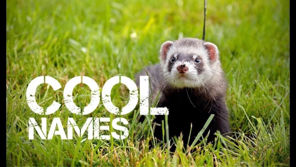 250+ Ferret Names Fun, Cute, and Unique Ideas for Your Pet