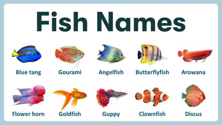 Fish Names