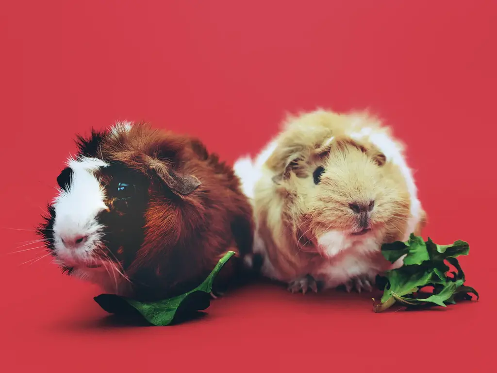 Guinea Pig Names