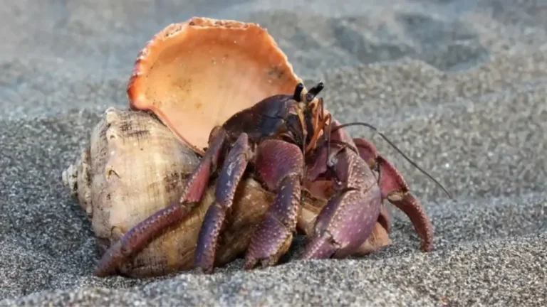 Hermit Crab Names