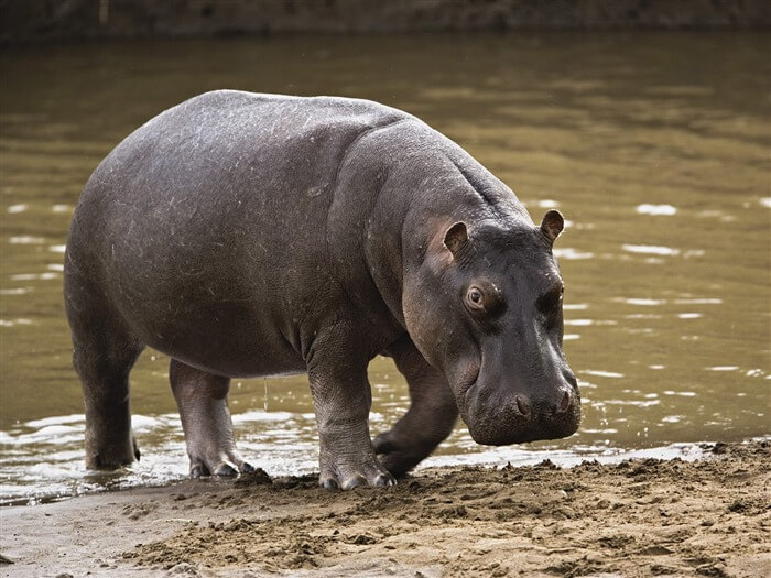 Hippopotamus Names