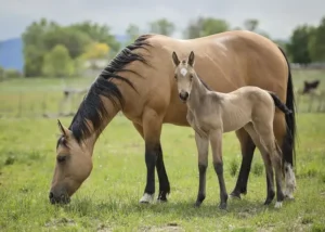 Horse Names