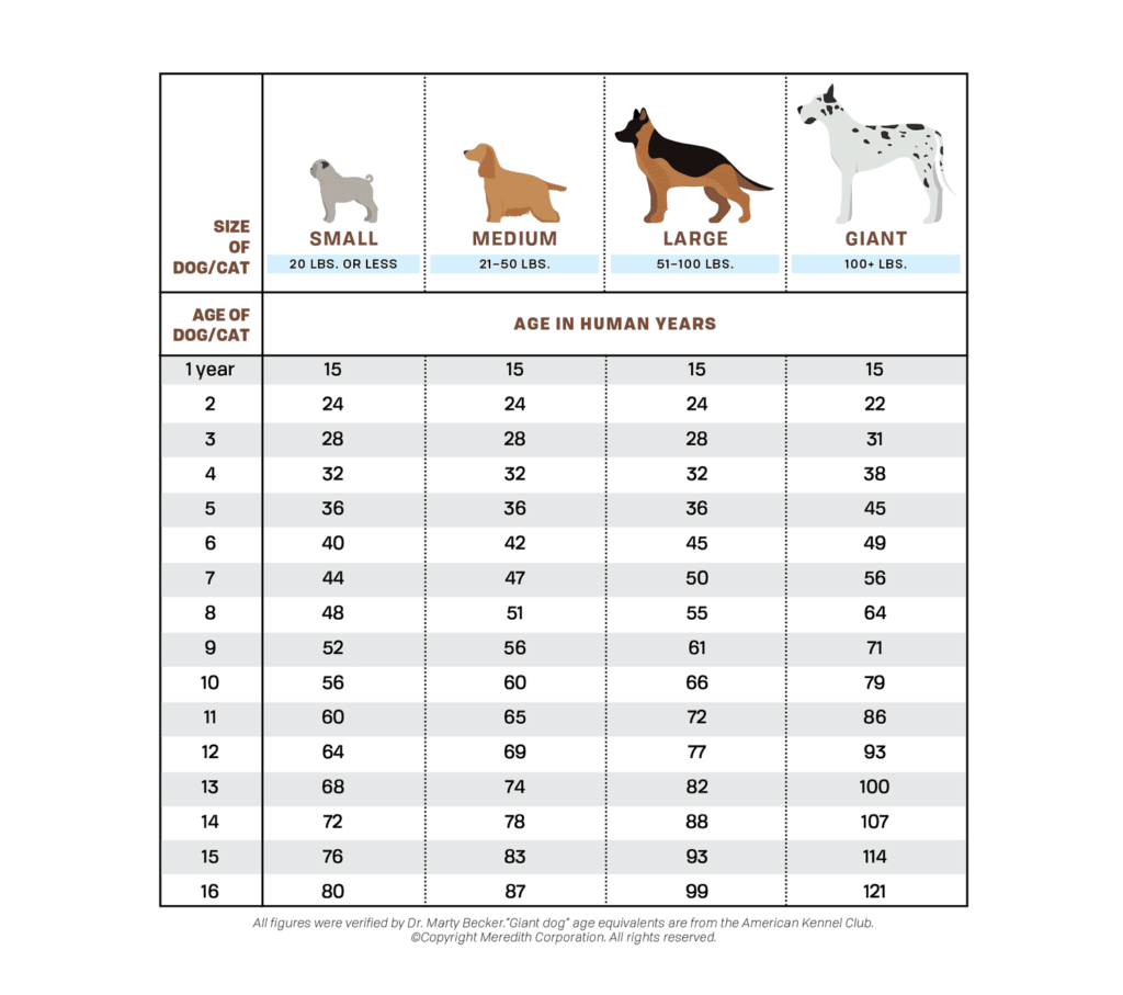 Dog Age Calculator in Human Years Accurate Dog Age Calculator