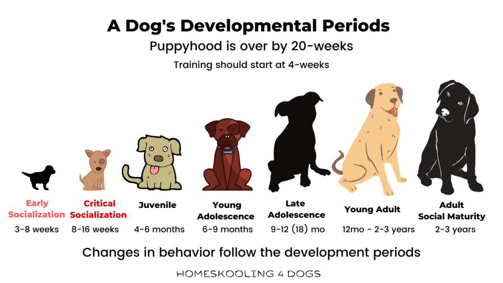 How Dog Age Impacts Their Health