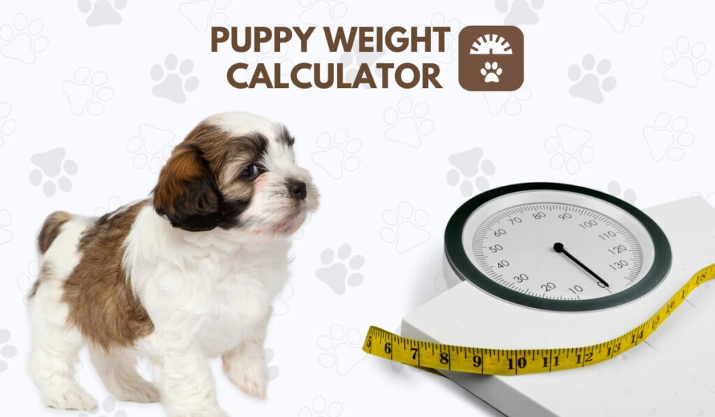 How the Dog Weight Calculator Works