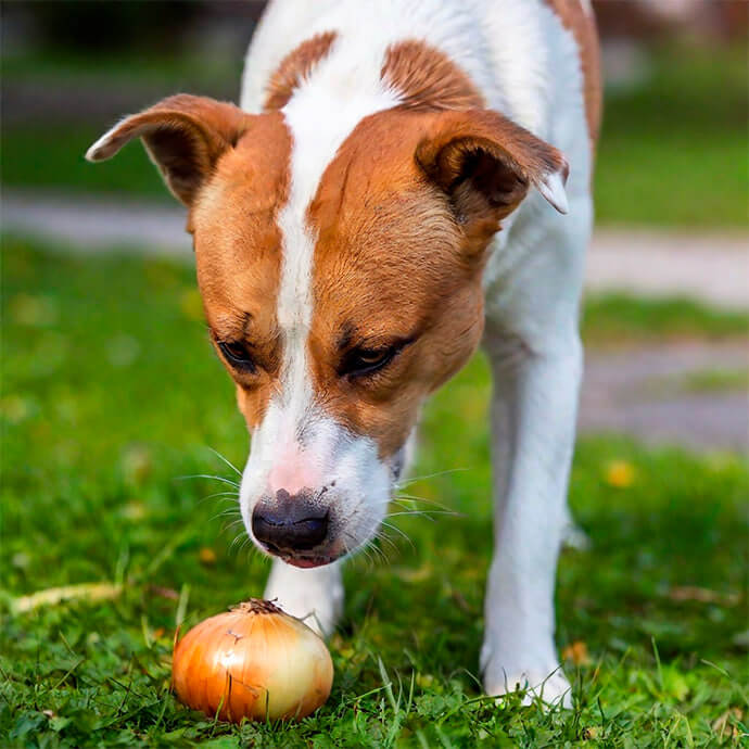 Key Features of the Dog Onion Toxicity Calculator