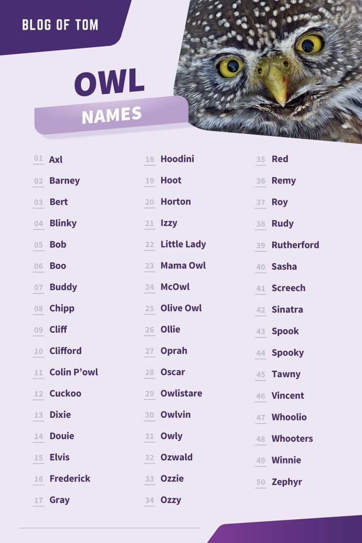 250+ Owl Names: Cute, Mythical, and Unique Ideas for Your Owl