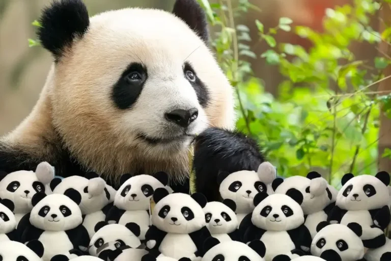 Panda Names