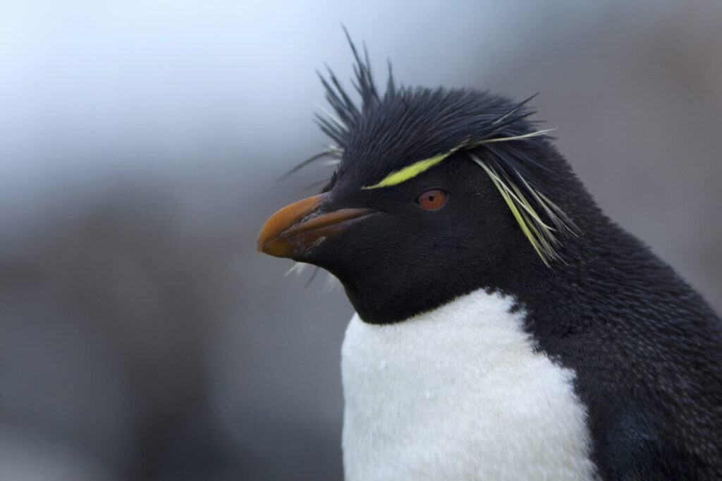 250+ Penguin Names: Cute, Funny, Famous & Mythical Ideas