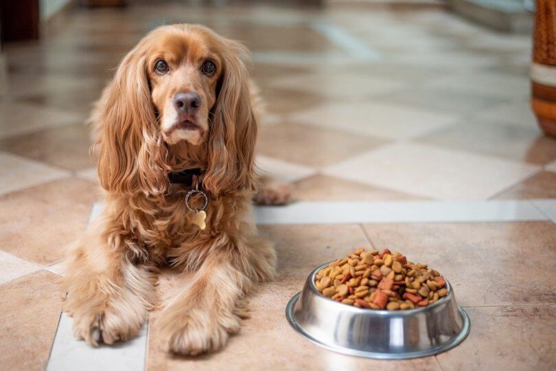 Proper Nutrition for a Happy Dog