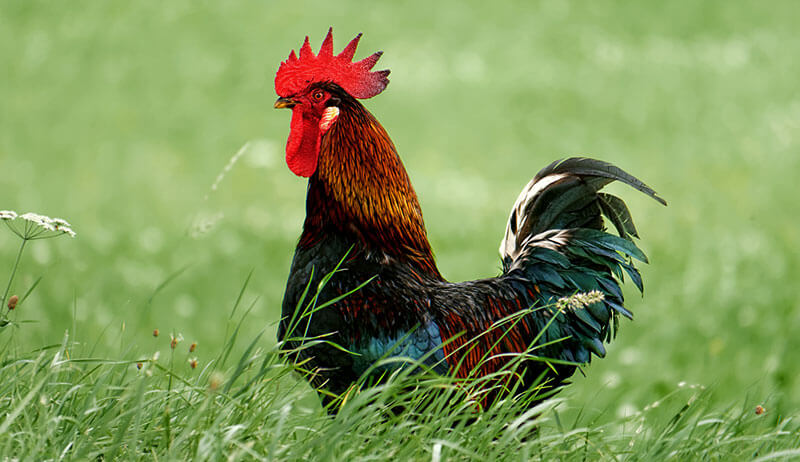 Rooster Names