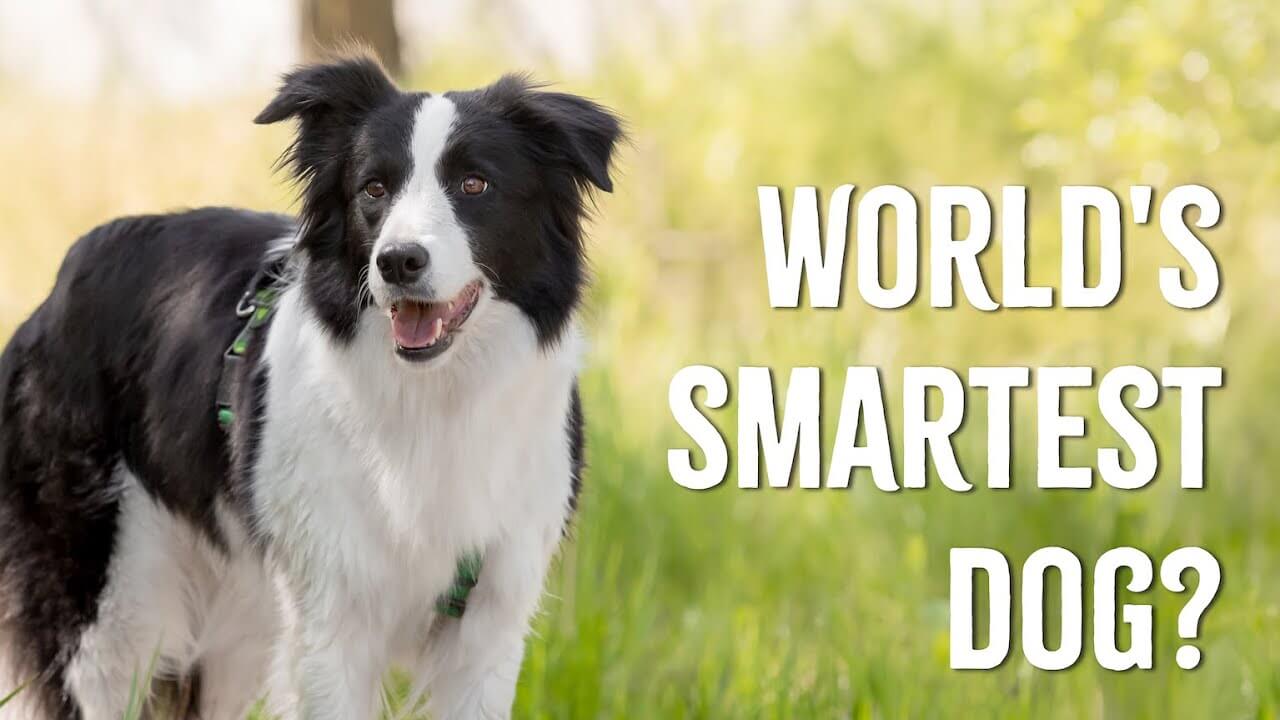 Smartest Dog Breeds