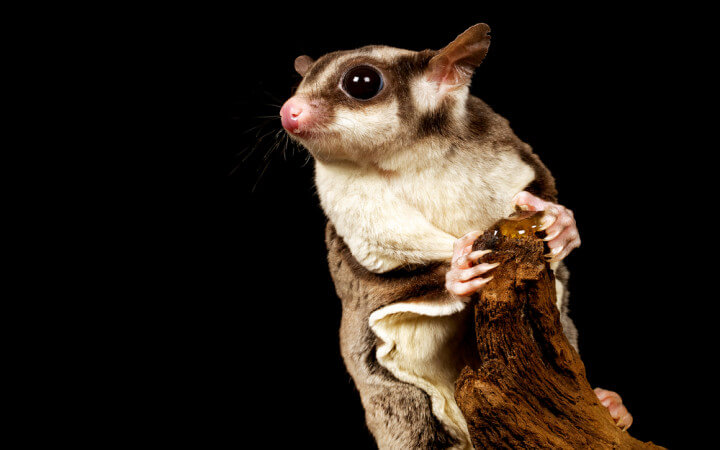 Sugar Glider Names