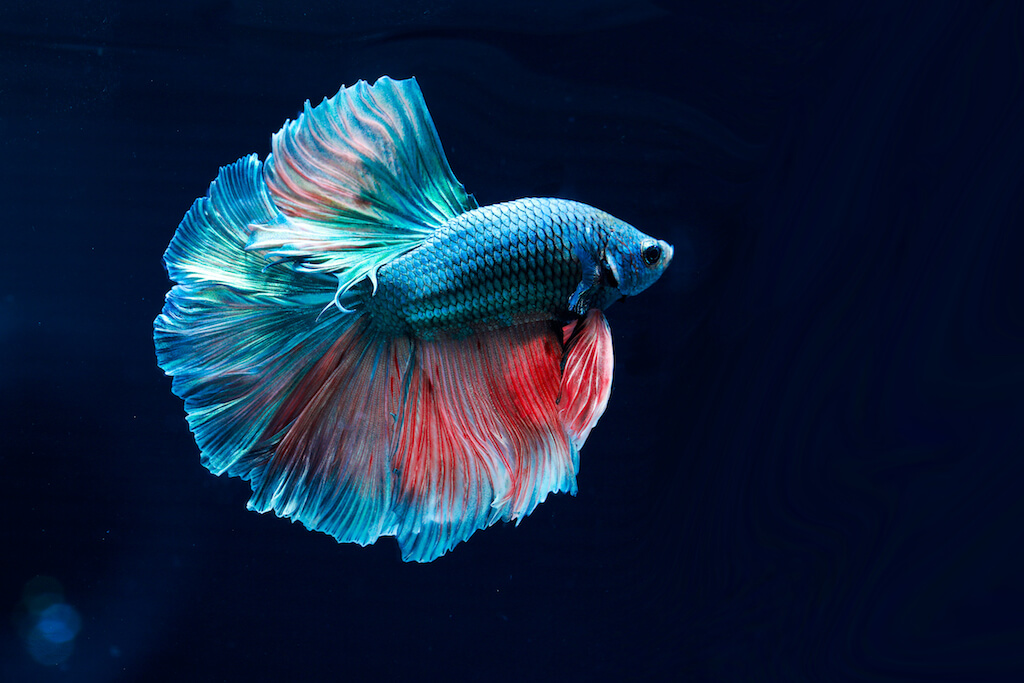 The Cultural Significance of Betta Fish