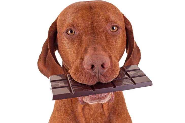 What To Do If Your Dog Eats Chocolate