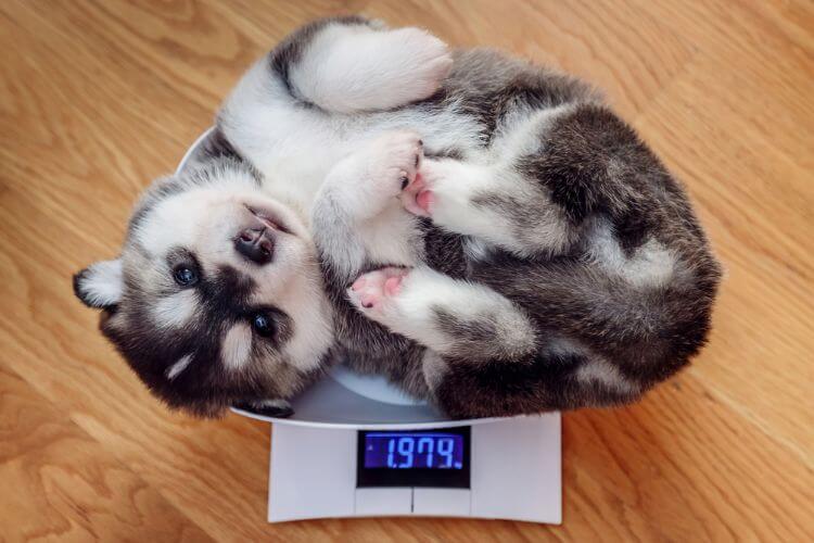 Why Monitoring Your Dog's Weight Matters