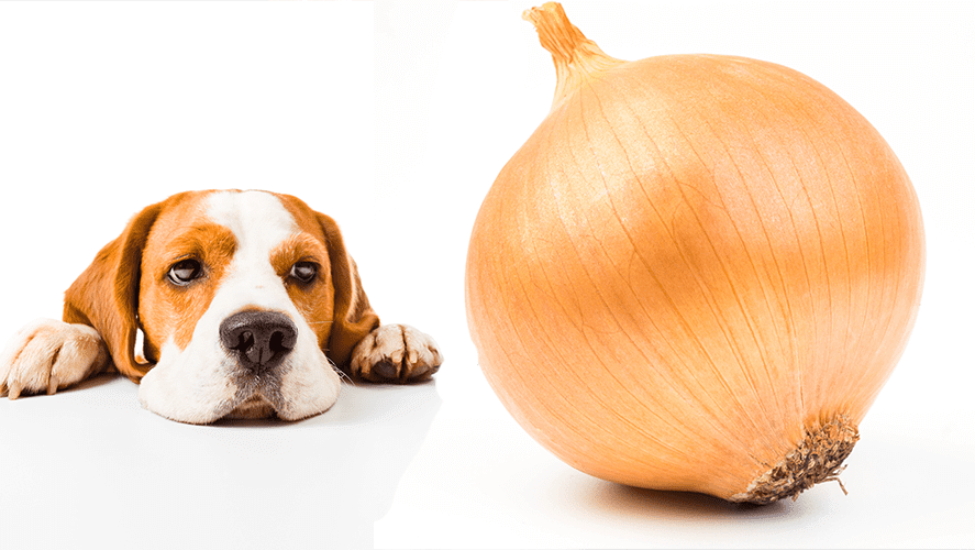 How much onion is toxic to dogs best sale