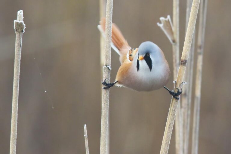 bearded reedling