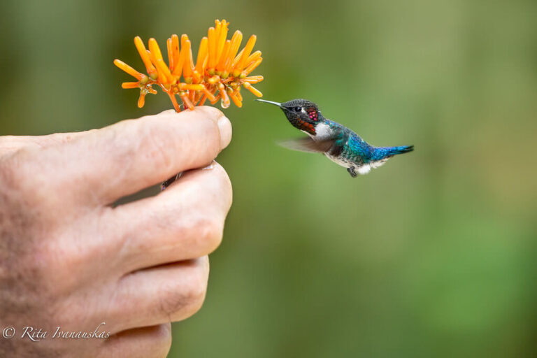 Bee Hummingbird