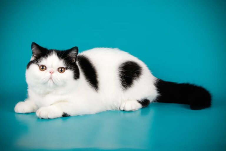 black and white cat breeds