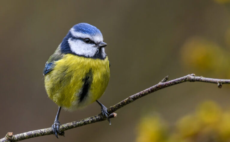 Blue Tit Bird