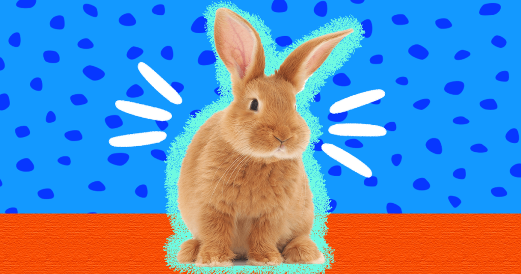 Polish Rabbit Breed: Care, Temperament & Health - Animal Gator