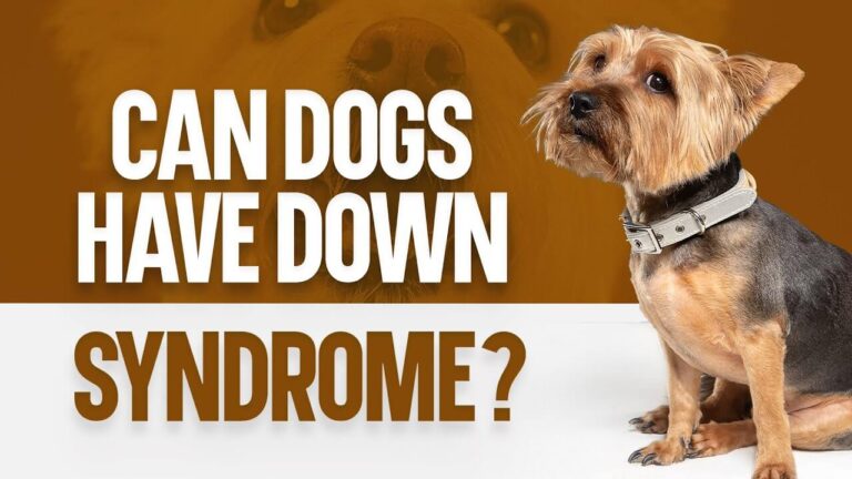 can dogs have down syndrome