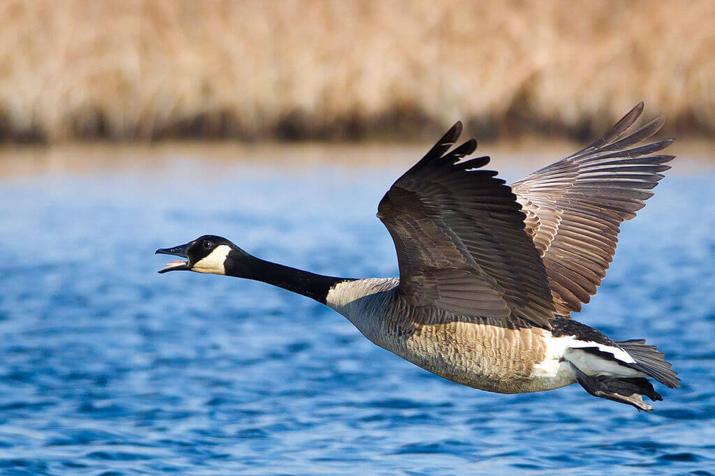 Canada Goose Bird Characteristics Habitat and Behavior