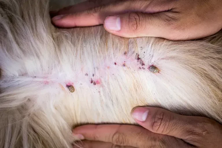 embedded fully ticks on dogs