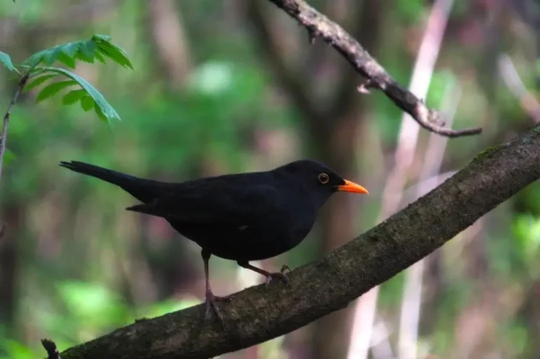 Eurasian Blackbird