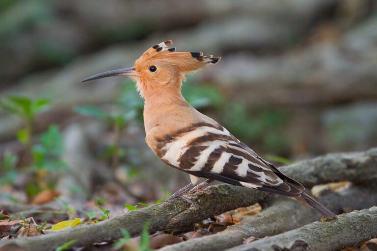 eurasian hoopoe