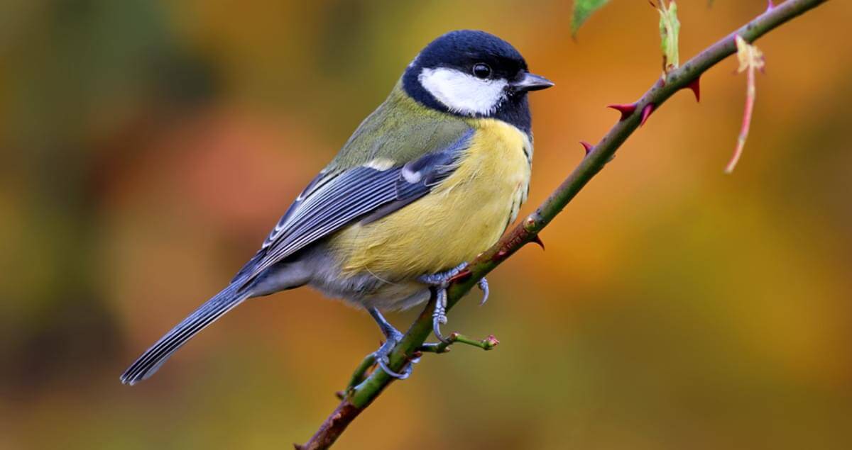 Great Tits Bird