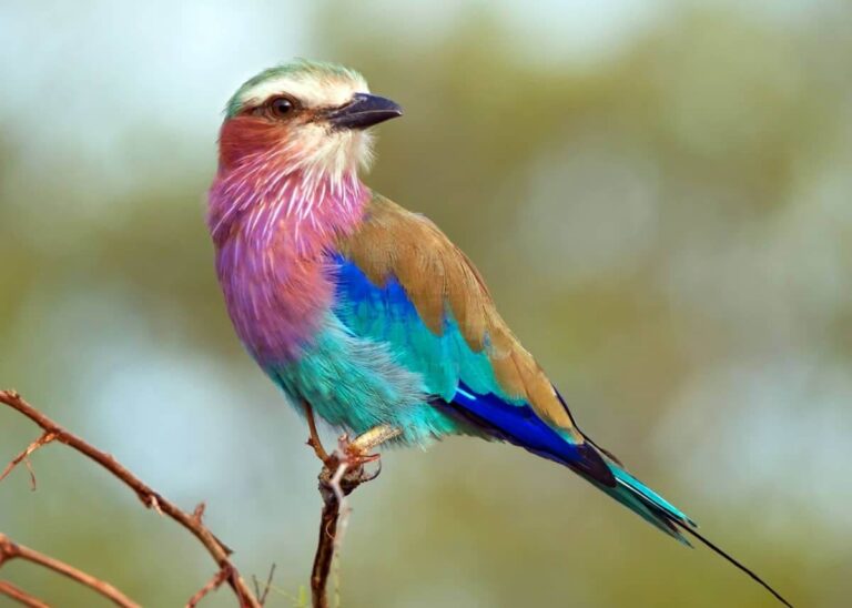 lilac breasted roller