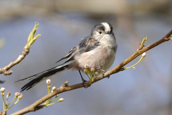 Long Tailed Tit